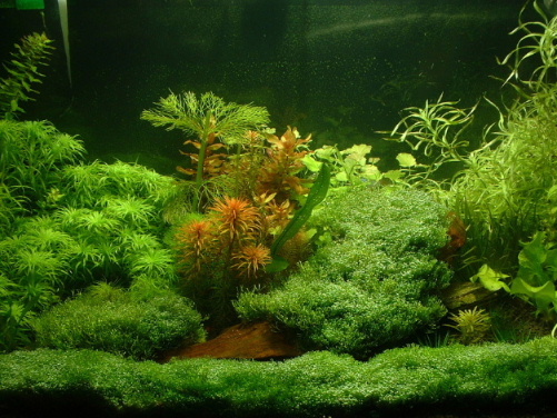 tank0003