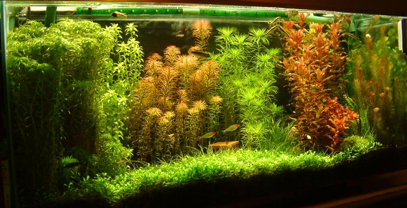 aquarium3