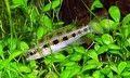 14apr02全魚集