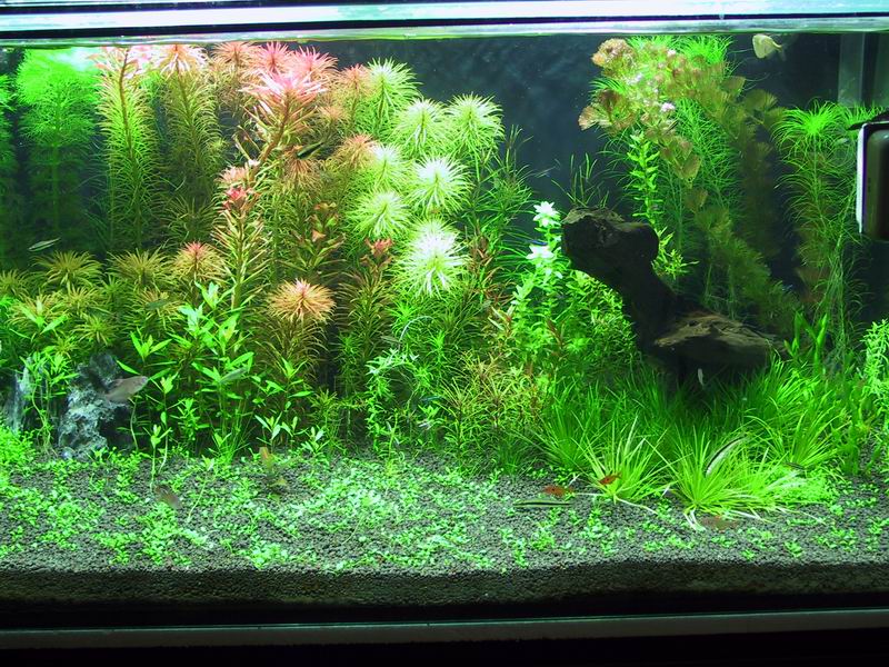 full view