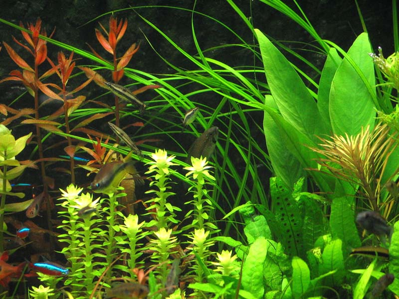 My Tank 005