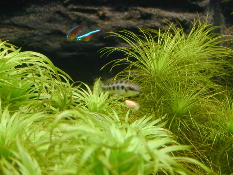 棋盤和孔雀魚BB