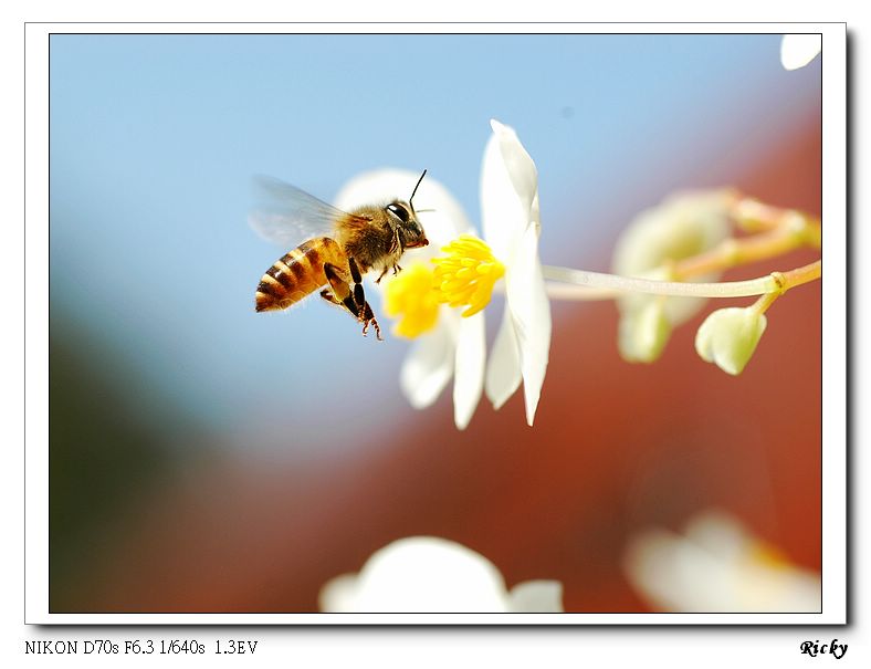 蜜蜂