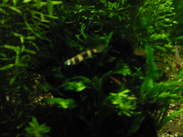 眼睛發藍火箭將魚