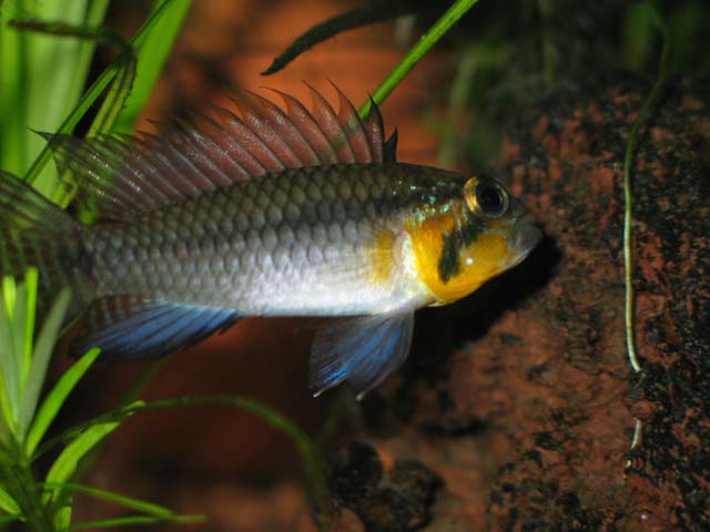 A Steindachneri 09