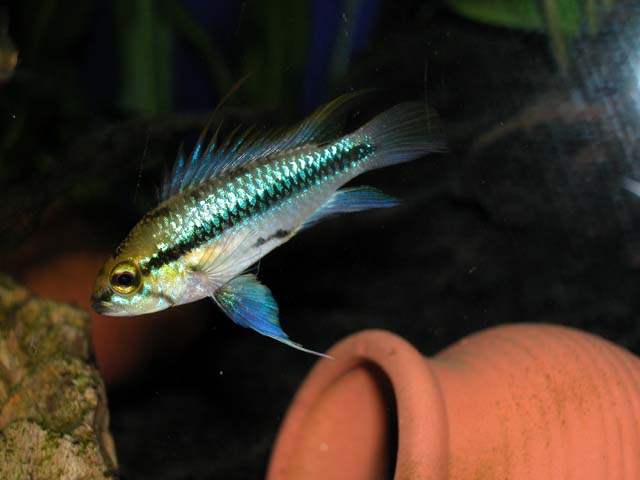 Trifasciata 20