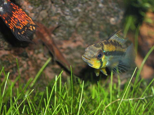 Juruensis005