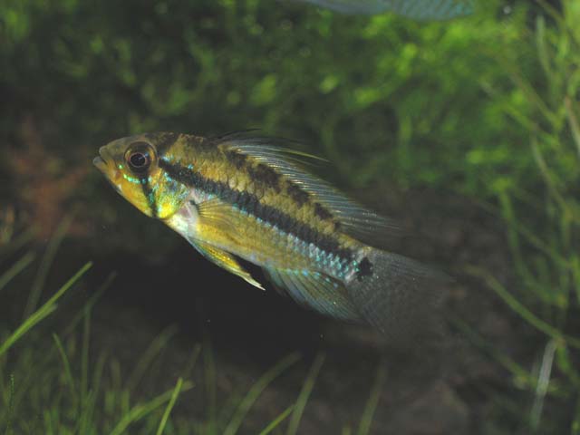 Juruensis009