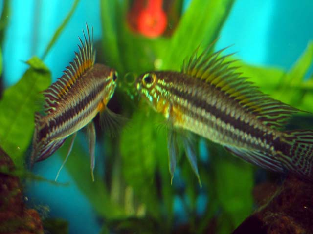 A Bitaeniata TEFE 12