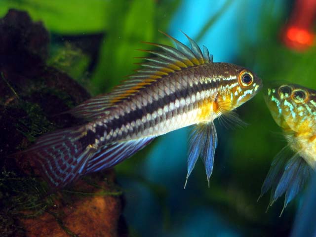 A Bitaeniata TEFE 21
