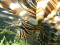 海水魚