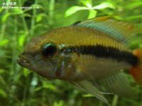 紅尾瑪摩公魚