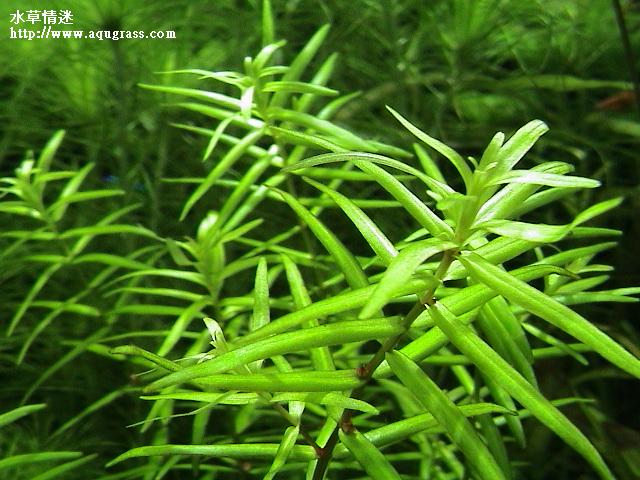 牛頓草