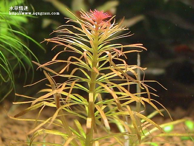紅太陽