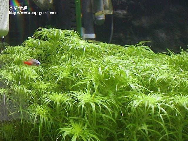 普通太陽