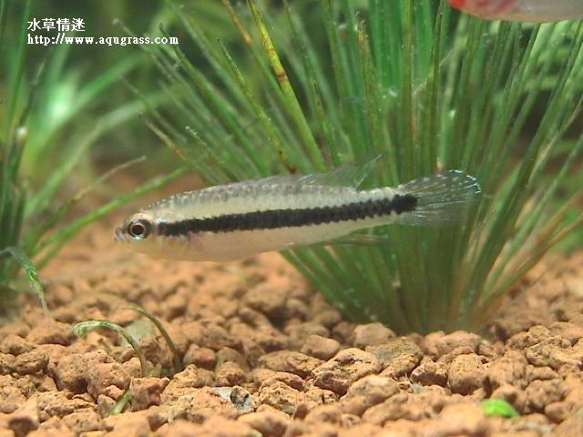 亞蓮卡藍袖母魚