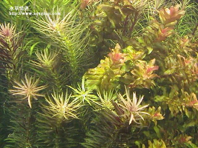 紅三角葉,紅蝴蝶