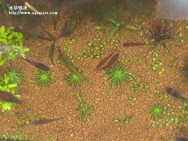 魚缸鳥瞰圖,小殼精
