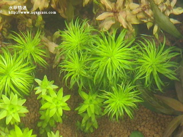 太陽,寬葉太陽鳥瞰