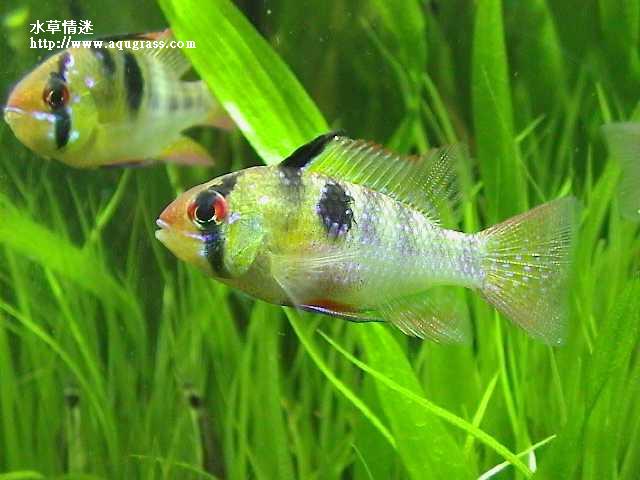 荷蘭鳳凰