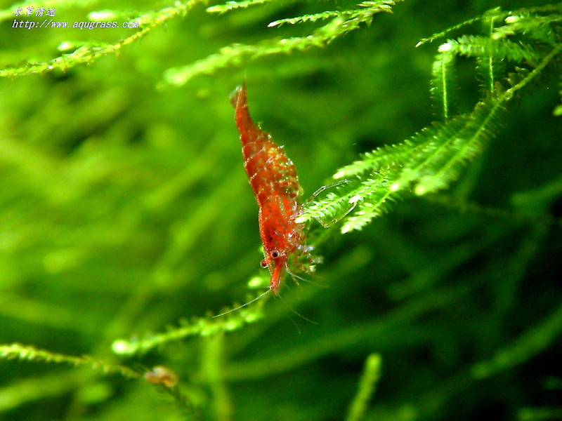 cherry-09