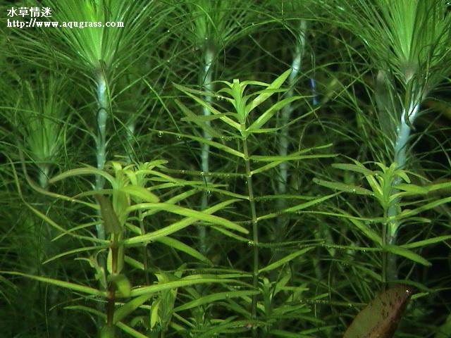 牛頓草