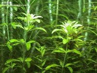 翡翠珍珠