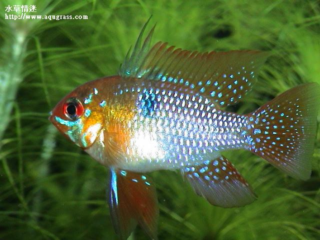 德系荷蘭鳳凰紅色型公魚