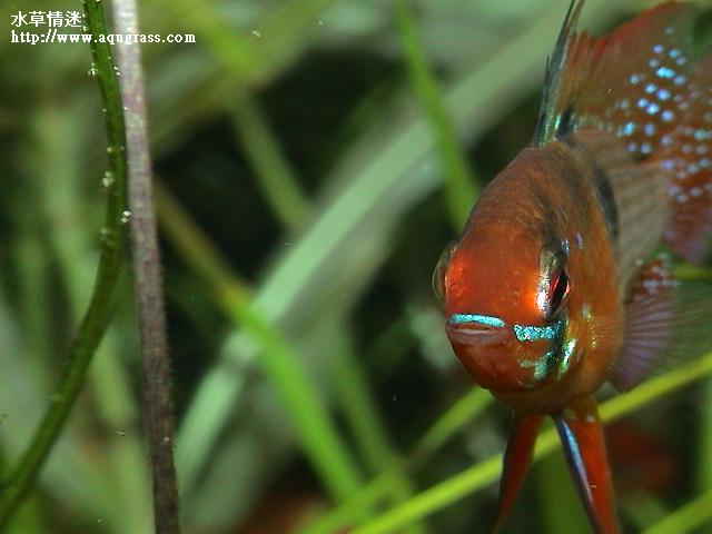 德系荷蘭鳳凰紅色型公魚
