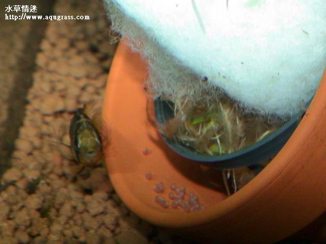 孵卵中的女王二型母魚