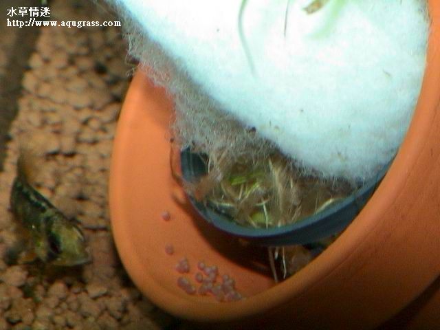 孵卵中的女王二型母魚