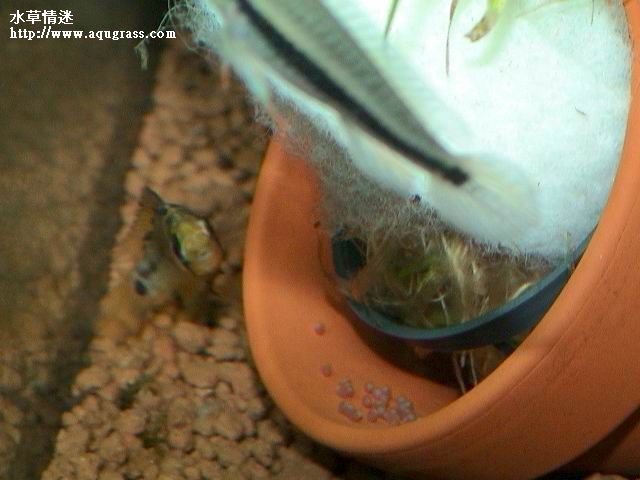 孵卵中的女王二型母魚