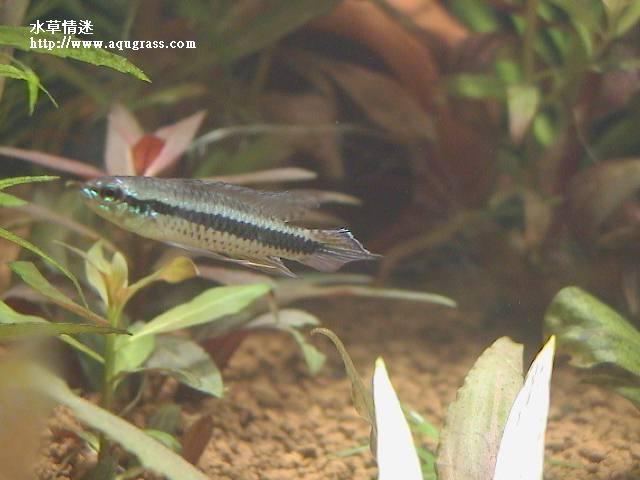 藍袖公魚