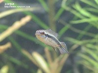 藍袖公魚