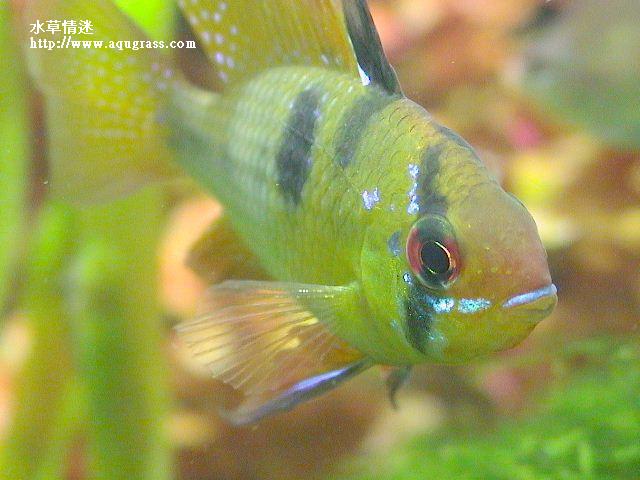 荷蘭鳳凰公魚