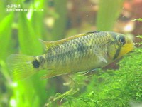 帝王母魚