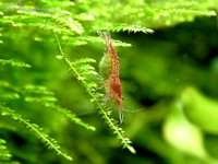 cherry-01