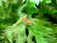cherry-02