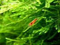 cherry-04
