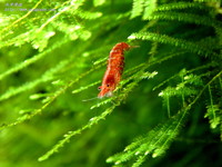 cherry-07