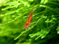cherry-08