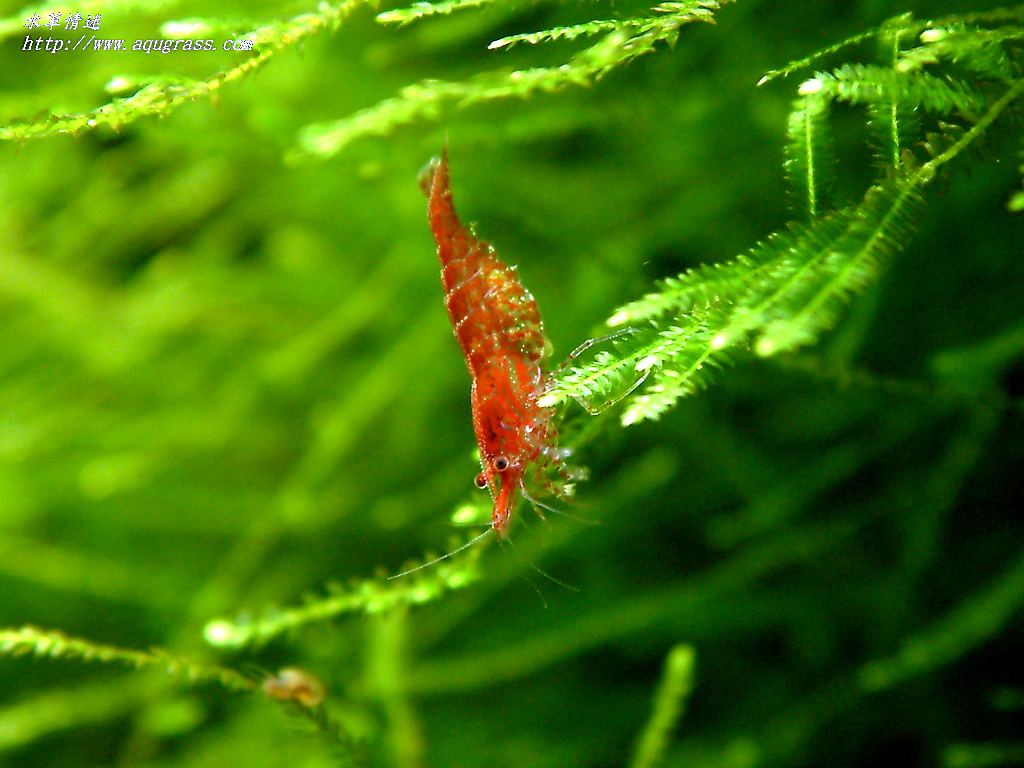 cherry-09