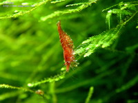 cherry-09