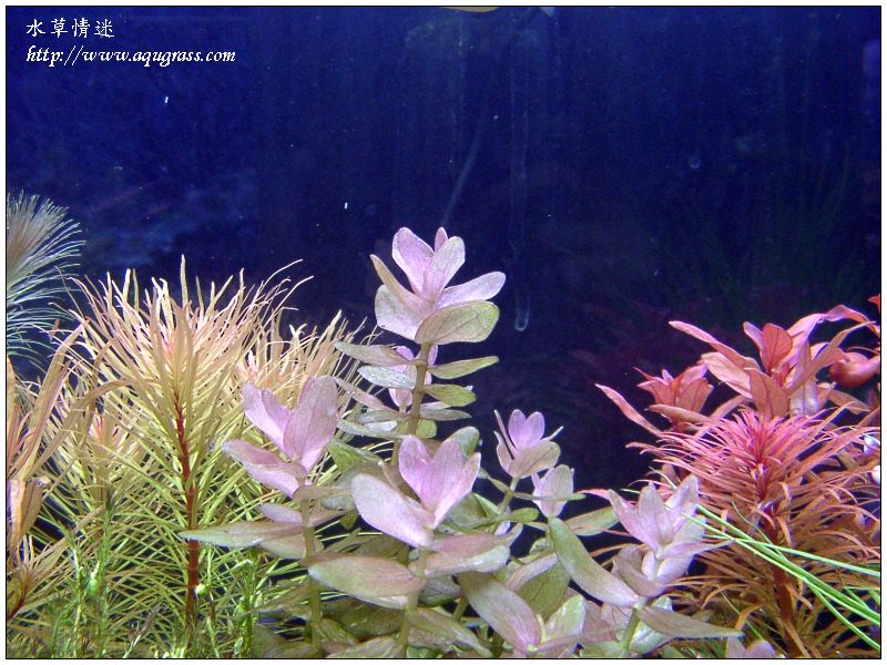 aquafeel-11