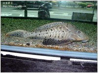 wateraqua-14