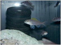 wateraqua-37