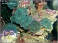 marineaqua-05
