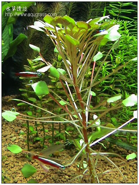 Ludwigia sedoides