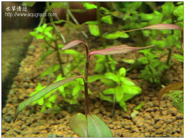 紫豔柳 - Polygonum sp