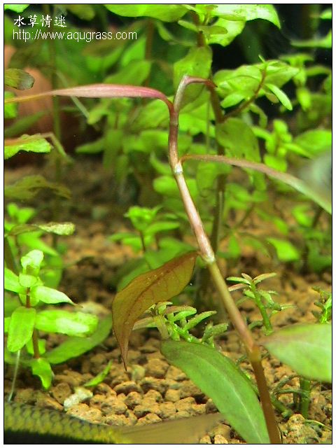 紫豔柳 - Polygonum sp